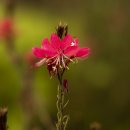 상림화원 이미지