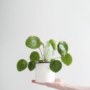 이파리