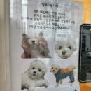 내강아지 이미지