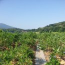 금현농장 이미지