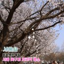 서울숲 무지개터널 앞 | 서울 벚꽃 봄꽃 명소 서울숲 벚꽃 튤립 목련 실시간 개화현황