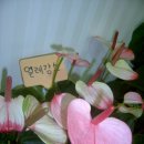 엘리강스 이미지