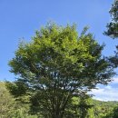 나무그늘 밑의 휴식 이미지