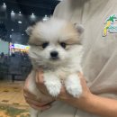 오아이펫강아지고양이