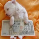 @@첼시자두 님이 50.000원 찬조하십니다 이미지
