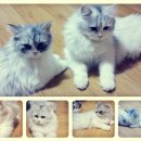 별이와콩이 이미지