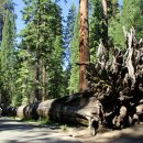 마리포사 이미지