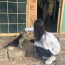 쓰담쓰담해줄개 이미지