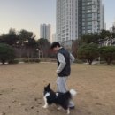 스테이영 애견학교 이미지