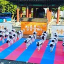 정도 K타이거즈 태권도 이미지