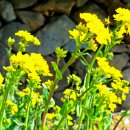 용소폭포 구름다리민박 | 유채꽃 피는 다랭이마을 남파랑길 42-남해바래길 (앵강다숲길)