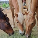 퀸즈승마장 이미지