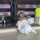 잘나가바이크;심쿵한복 | 8개월 육아일기 : 무릎꿇기, 잡고 서기는 아직, 장꾸, 첫 설날