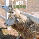 경남목장 | 경남 남해 가볼만한곳 남해 양떼목장 양마르뜨