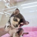 재리펫 | 구래동강아지분양 재리펫 귀염둥이 치와와 보러 다녀온 후기