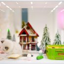 골든스웨터 캐터리 | 왜 모두가 골든스웨터 캐터리를 찾을까? 직접 확인하는 ‘보이는 브리딩’의 진짜 가치