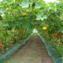 삼박농장 이미지