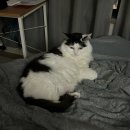 보조기나라 | 신촌세브란스/ 전방 십자인대 +반월상연골 파열 수술후기 (2편)