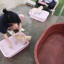 포레스트독 | 파주 유기견 봉사 니니독 봉사 후기 빅독 포레스트