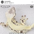 헤나킹 큐사랑 | 파충류 박람회 송도 , 세택 다녀온 후기