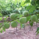 동부꽃농원 이미지