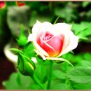 사람이 꽃보다 아름 이미지