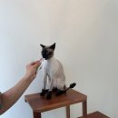 함께냥 대전점 이미지