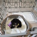 도그라이프 대구강아지분양 이미지