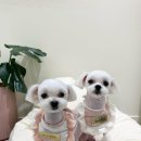 까까뿌숑 이미지