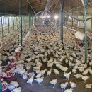 웅추농장 이미지