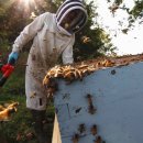 호주, 꿀벌 진드기 확산 방지 위해 꿀벌 대량 살처분 이미지