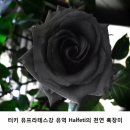 흑장미 이미지