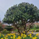 담양라라345 이미지