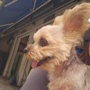 나비카센타 이미지