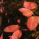 스트레스에 명약(名藥)이 있습니다. 이미지