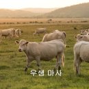 우생 이미지