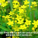 [22편 마타리]금마타리는 희귀식물_특산식물/세상에 첫선을 보이는 야생화이야기 22편 마타리/꽃말은 ‘변하기 쉬운 사랑’, ‘미인’ 이미지