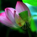 진주 용호정원 이미지
