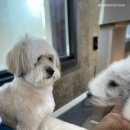 마이핫독 이미지