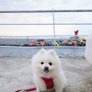 <b>페피</b><b>릴리프</b> 강아지바디티슈 부드럽고 자극 걱정없어