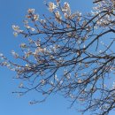 매화마을길 이미지