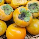 단감상회 이미지