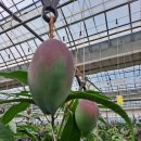 개성농장 2 이미지