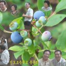 진도초등학교 이미지