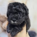 김해 해피몽 김해강아지분양 고양이분양 이미지