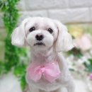 복돌이애견 이미지