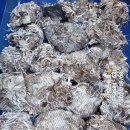 쭈꾸미스타 이미지