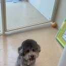 위드퍼피숑 이미지