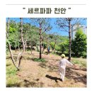 과학으로 만나는 영어교실 | 천안 아이랑 가볼만한곳 세르파파 내돈내산 4시간 분리수업이라 엄마아빠도 힐링했어요