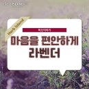 허브이야기 이미지